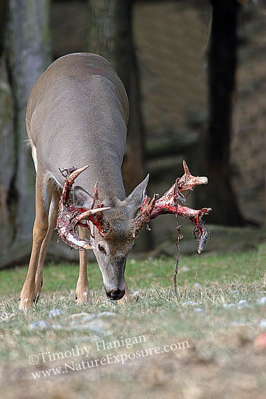 Whitetail Deer - Losing the Velvet Buck - WBSV-0015.jpg :: Losing the Velvet Buck - photo Timothy Flanigan at Nature Exposure