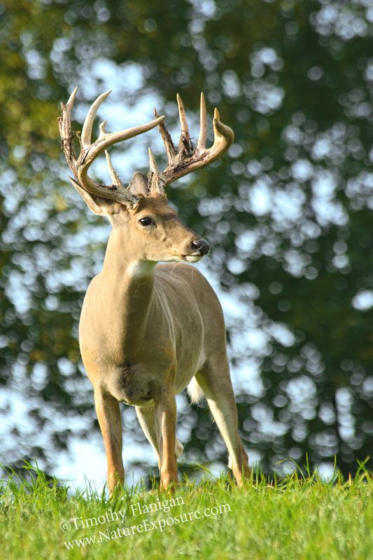 Whitetail Deer - Majestic Shedder - WBSV-0038.jpg :: Majestic Shedder - photo Timothy Flanigan at Nature Exposure