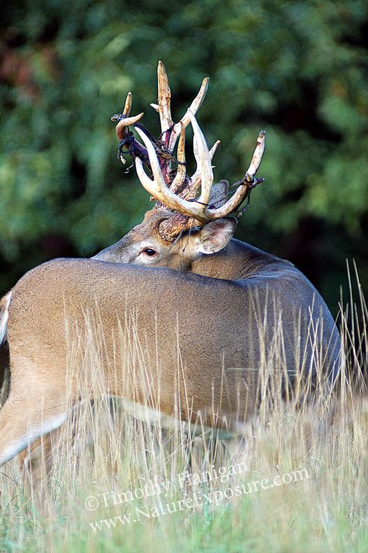 Whitetail Deer - Over the Back Shedder - WBSV-0023.jpg :: Over the Back Shedder - photo Timothy Flanigan at Nature Exposure