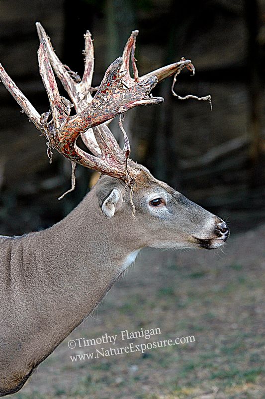 Whitetail Deer - Palmated Split - WBSV-0029.jpg :: Palmated Split - photo Timothy Flanigan at Nature Exposure
