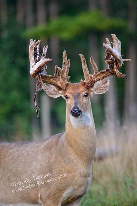 Whitetail Deer - Posing Shedder - WBSV-0073.jpg :: Posing Shedder - photo Timothy Flanigan at Nature Exposure