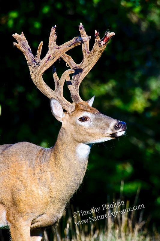 Whitetail Deer - Profile Split - WBSV-0066.jpg :: Profile Split - photo Timothy Flanigan at Nature Exposure