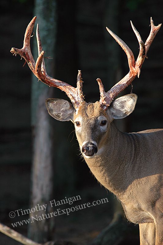 Whitetail Deer - Rack Exposure Buck - WBSV-0020.jpg :: Rack Exposed Buck - photo Timothy Flanigan at Nature Exposure