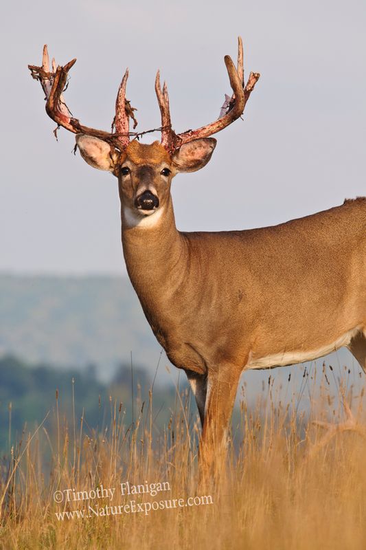 Whitetail Deer - Ridgetop Basketweave Buck - WBSV-0055.jpg :: Ridgetop Basketweave Buck - photo Timothy Flanigan at Nature Exposure