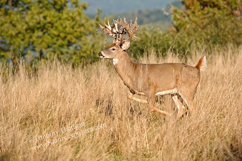 Whitetail Deer - Running Whitetail Shedder - WBSV-0047.jpg :: Running Whitetail Shedder - photo Timothy Flanigan at Nature Exposure