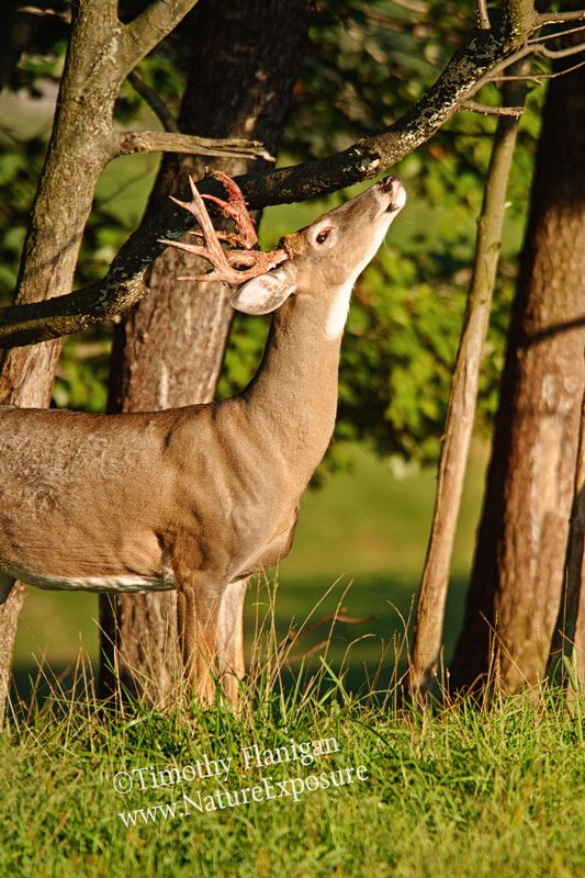 Whitetail Deer - Scenting the Air Shedder - WBSV-0035.jpg :: Scenting the Air Shedder - photo Timothy Flanigan at Nature Exposure