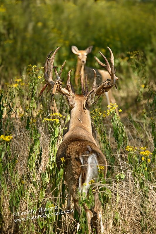 Whitetail Deer - Shedder Has Doe in Sights - WBSV-0071.jpg :: Shedder Has Doe in Sights - photo Timothy Flanigan at Nature Exposure