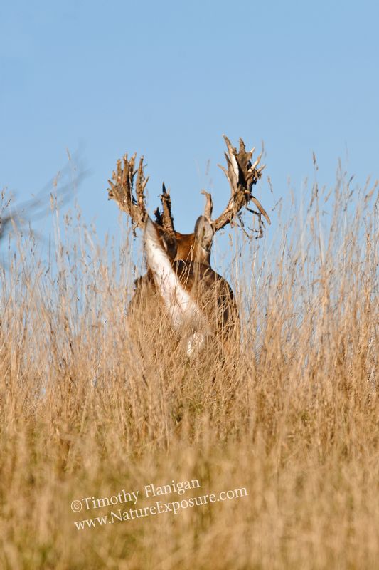 Whitetail Deer - Shedder on the Run - WBSV-0043.jpg :: Shedder on the Run - photo Timothy Flanigan at Nature Exposure