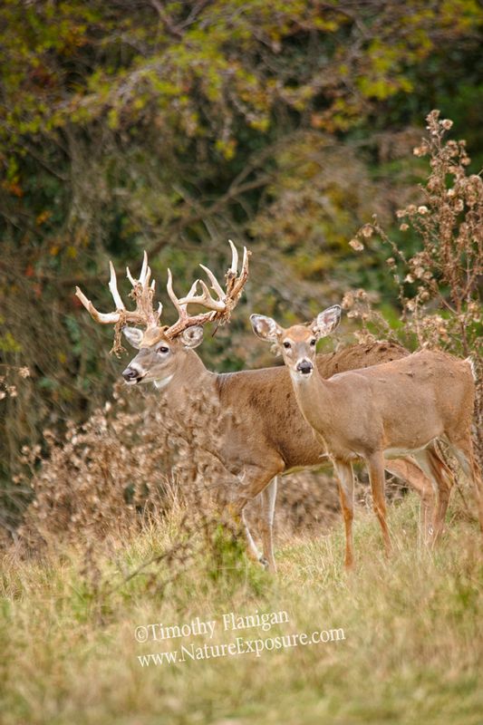 Whitetail Deer - Shedding Buck and Doe - WBSV-0060.jpg :: Shedding Buck and Doe - photo Timothy Flanigan at Nature Exposure