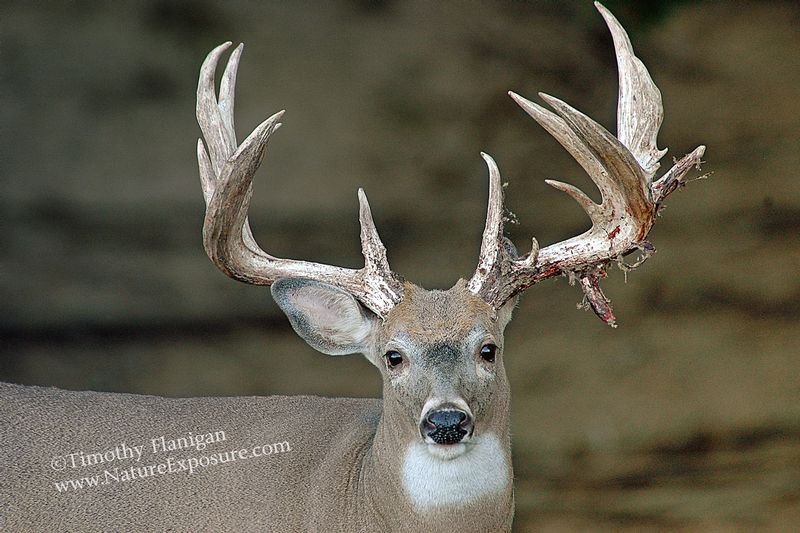 Whitetail Deer - Shedding Drop Tine - WBSV-0026.jpg :: Shedding Drop Tine - photo Timothy Flanigan at Nature Exposure