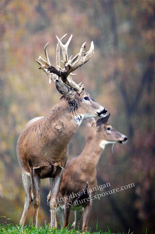 Whitetail Deer - Shedding Whitetail and Doe - WBSV-0016.jpg :: Shedding Whitetail and Doe - photo Timothy Flanigan at Nature Exposure