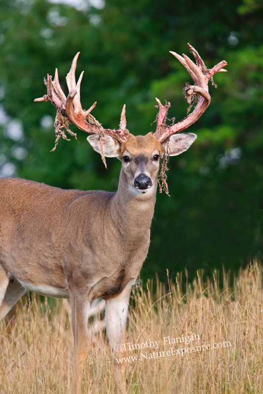 Whitetail Deer - Side Hang Velvet - WBSV-0058.jpg :: Side Hang Velvet - photo Timothy Flanigan at Nature Exposure