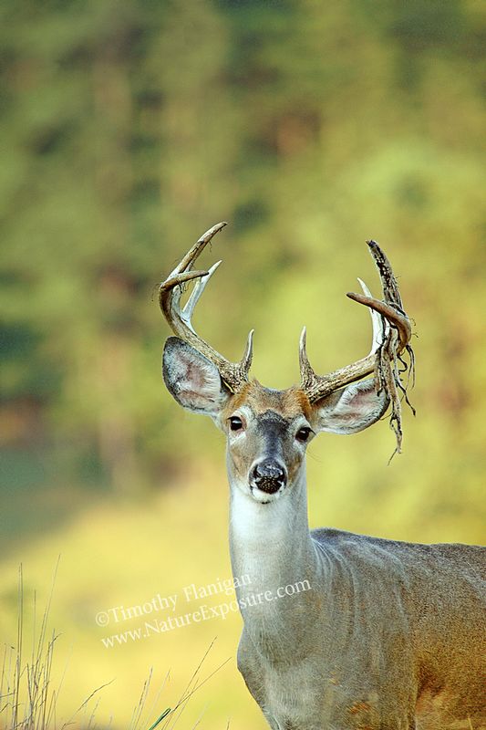 Whitetail Deer - Side Shedder - WBSV-0025.jpg :: Side Shedder - photo Timothy Flanigan at Nature Exposure