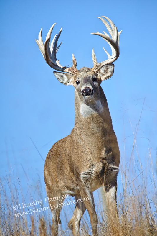 Whitetail Deer - Skyline Buck - WHI-0049.jpg :: Skyline Buck - photo Timothy Flanigan at Nature Exposure