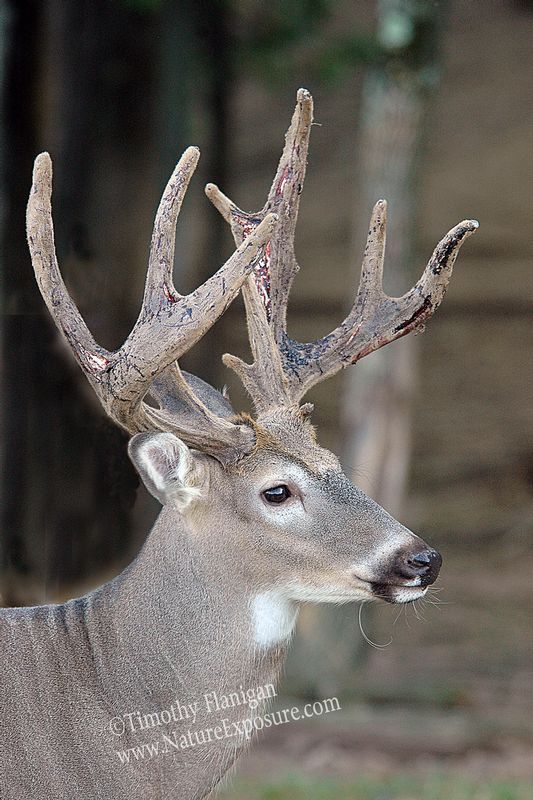 Whitetail Deer - Starting the Split - WBSV-0027.jpg :: Starting the Split - photo Timothy Flanigan at Nature Exposure