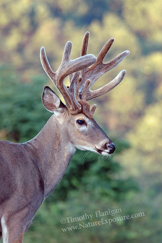 Whitetail Deer - Summer Coat Remnant Buck - WBV-0026.jpg :: Summer Coat Remnant Buck - photo Timothy Flanigan at Nature Exposure