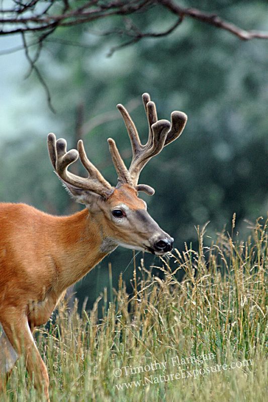 Whitetail Deer - Summer Velvet - WBV-0025.jpg :: Summer Velvet - photo Timothy Flanigan at Nature Exposure