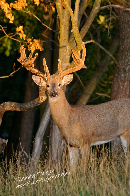 Whitetail Deer - Sunset Shedder - WBSV-0037.jpg :: Sunset Shedder - photo Timothy Flanigan at Nature Exposure