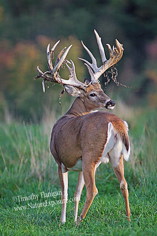 Whitetail Deer - Swinging Shed - WBSV-0030.jpg :: Swinging Shed - photo Timothy Flanigan at Nature Exposure