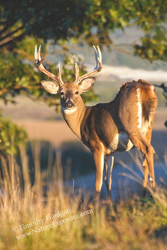 Whitetail Deer - Tree Framed Shedder - WBSV-0033.jpg :: Tree Framed Shedder - photo Timothy Flanigan at Nature Exposure