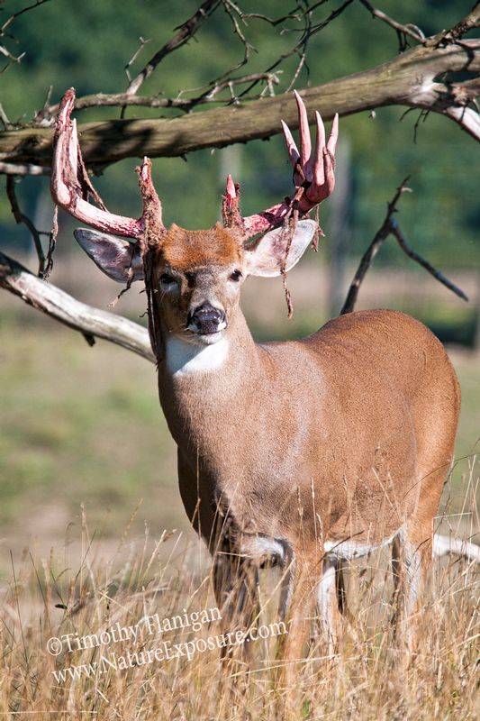 Whitetail Deer - Tree Limb Shed - WBSV-0042.jpg :: Tree Limb Shed - photo Timothy Flanigan at Nature Exposure