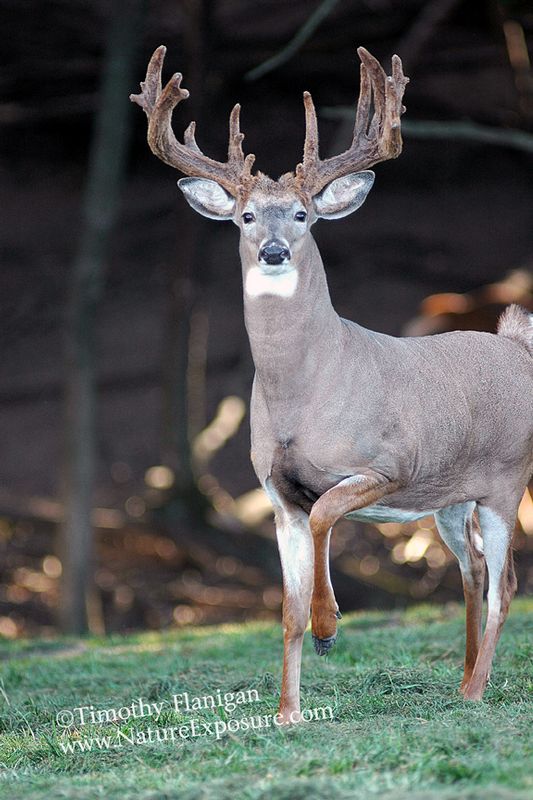 Whitetail Deer - Velvet Foot Stomper - WBV-0023.jpg :: Velvet Foot Stomper - photo Timothy Flanigan at Nature Exposure