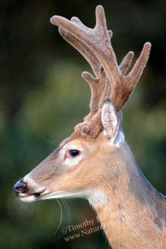 Whitetail Deer - Velvet Profile - WBV-0020.jpg :: Velvet Profile - photo Timothy Flanigan at Nature Exposure