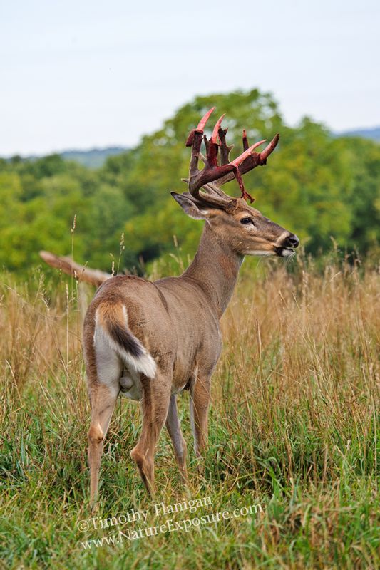 Whitetail Deer - Velvet Splitting - WBSV-0048.jpg :: Velvet Splitting - photo Timothy Flanigan at Nature Exposure