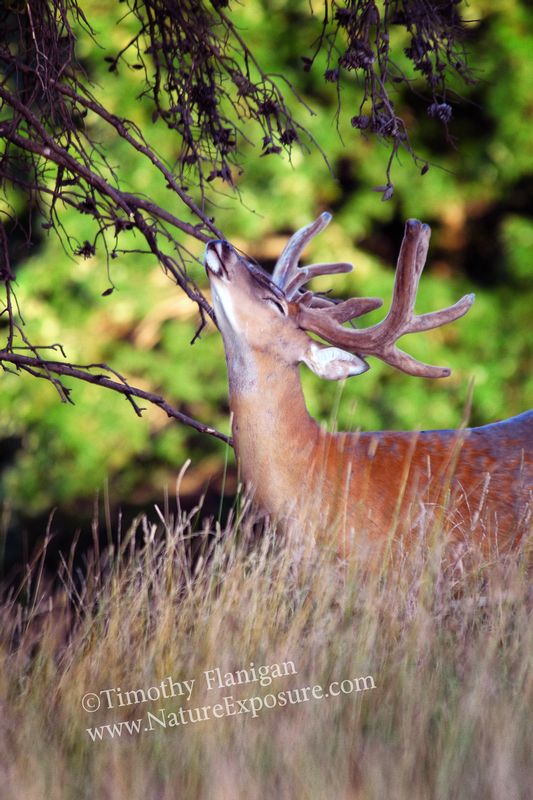 Whitetail Deer - Velvet in the Trees -WBV-0019.jpg :: Velvet in the Trees - photo Timothy Flanigan at Nature Exposure
