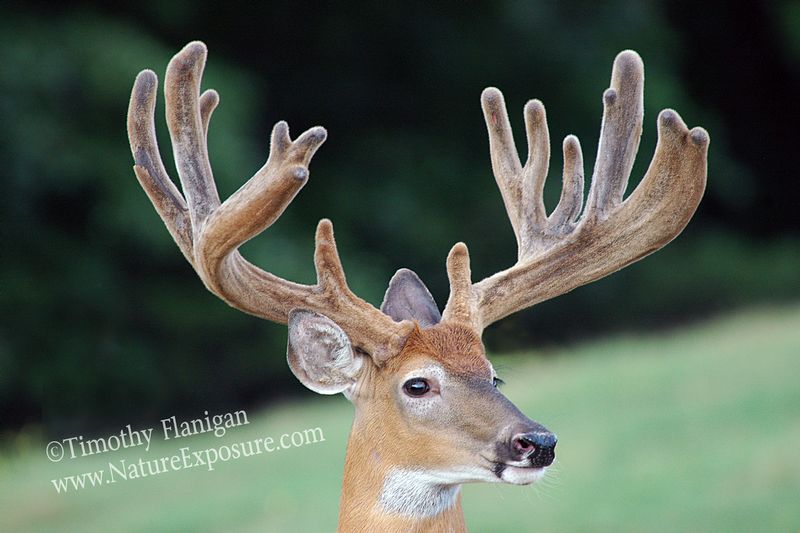 Whitetail Deer - Wide Beam Velvet - WBV-0021.jpg :: Wide Beam Velvet - photo Timothy Flanigan at Nature Exposure