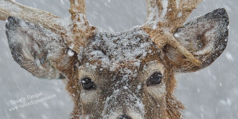 Whitetail Deer - Winter Eyes Only - WDIW-0027 - Odd Size - Canvas Only - Contact for price.jpg :: Winter Eyes Only - photo Timothy Flanigan at Nature Exposure