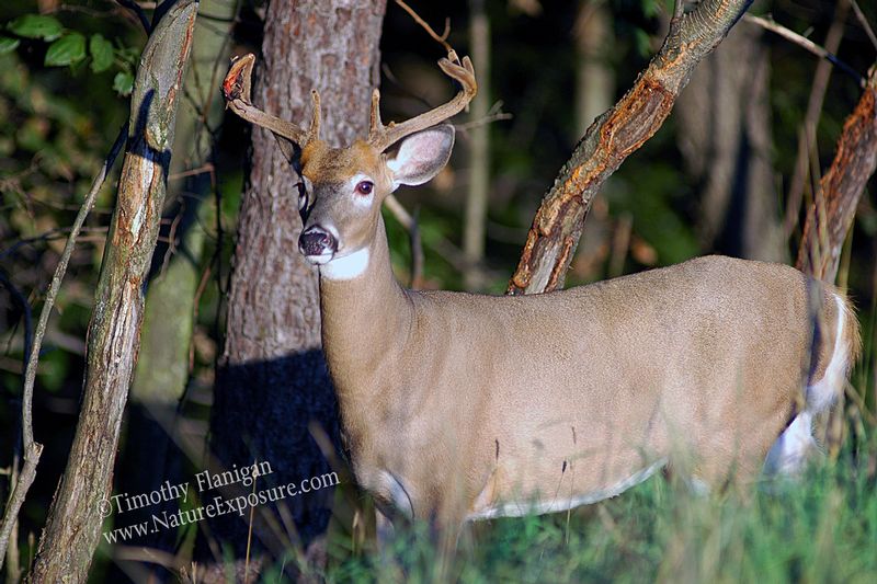 Whitetail Deer - Woodland Shed - WBSV-0031.jpg :: Woodland Shed - photo Timothy Flanigan at Nature Exposure