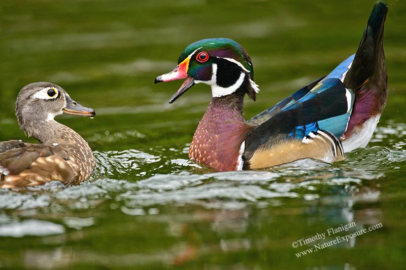 Wood - Woody Interaction - WAT-0085 - Odd Size - Canvas Only - Contact for price.jpg :: Woody Interaction - photo Timothy Flanigan at Nature Exposure