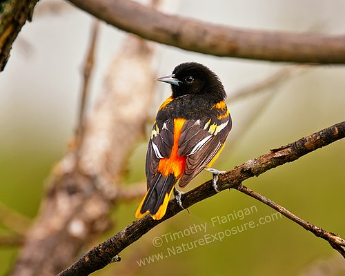 oriole maryland flag and state bird son 0078 songbirds