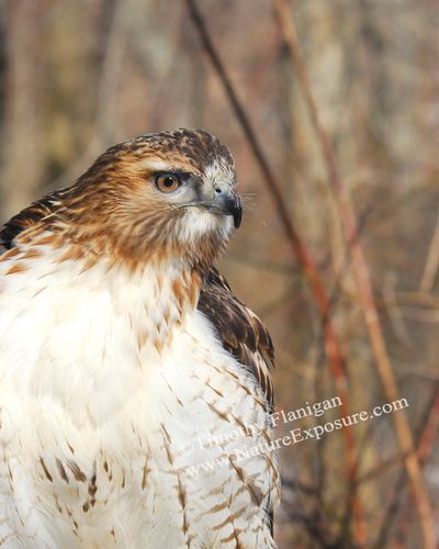 red tailed hawk scream