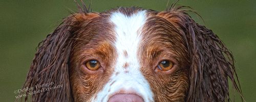 brittany dog breed price