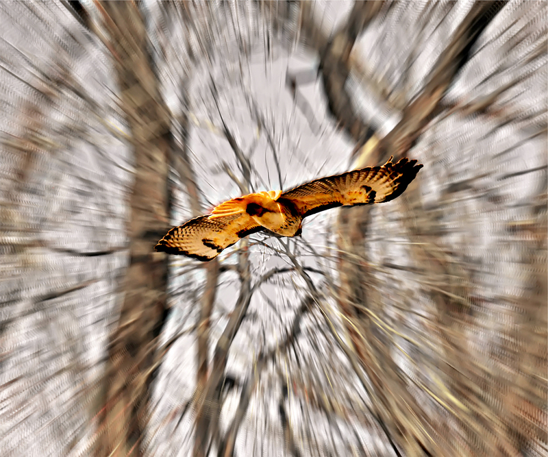 10 Hawk Eye.jpg :: 10 Hawk Eye