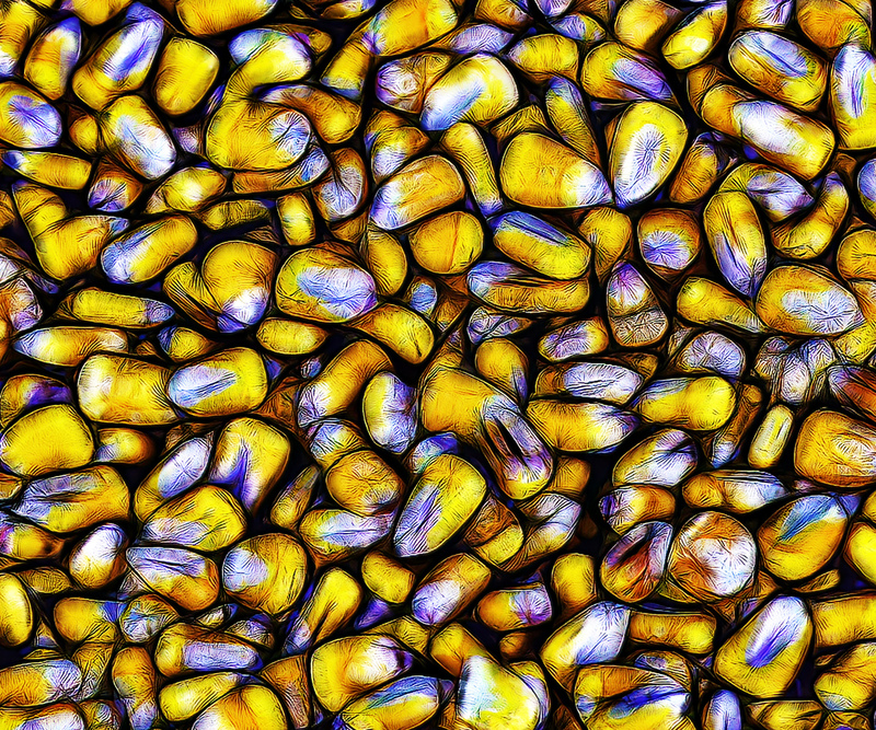 113 Corn copy(1).jpg :: 113 Corn