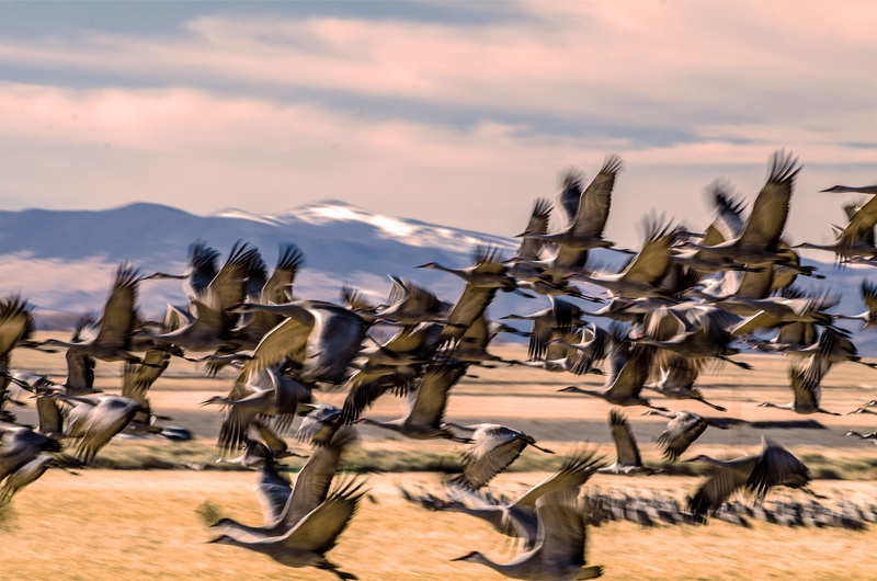 14 Mass Flight.jpg :: 14 Mass Flight