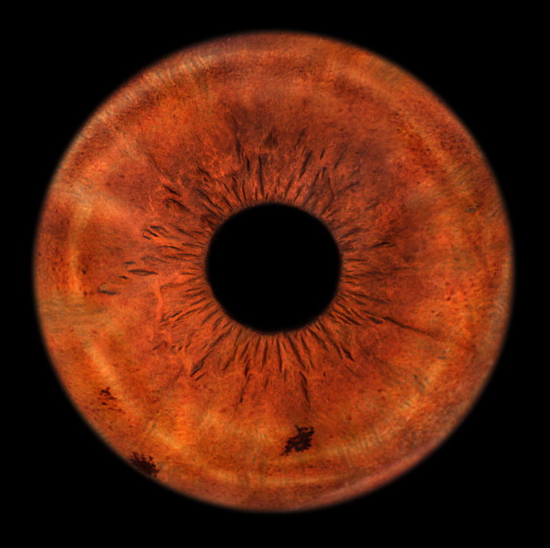 149 HH Eyeball(1).jpg :: 149 HH Eyeball(