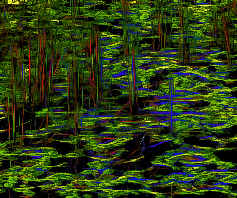 176 Duck on a Pond.jpg :: 176 Duck on a Pond