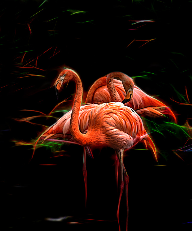 196 Flamingos(1).jpg :: 196 Flamingos