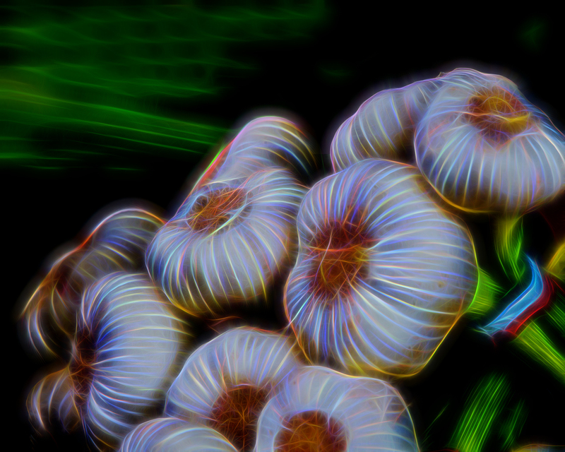 222 Onions(1).jpg :: 222 Onions