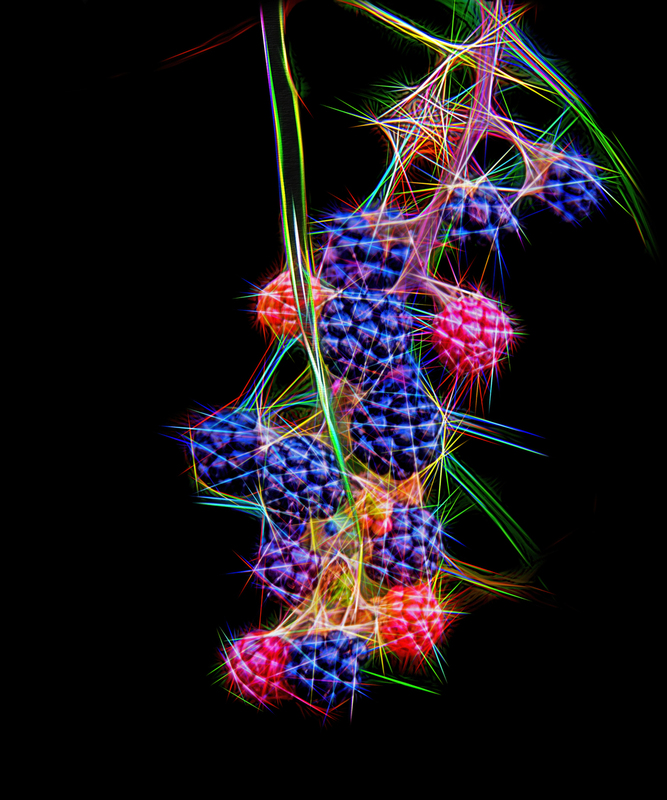 259 Raspberry copy(1).jpg :: 259 Raspberry