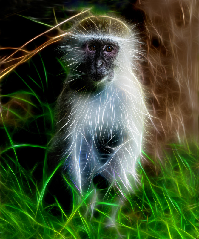 262 Monkey(2).jpg