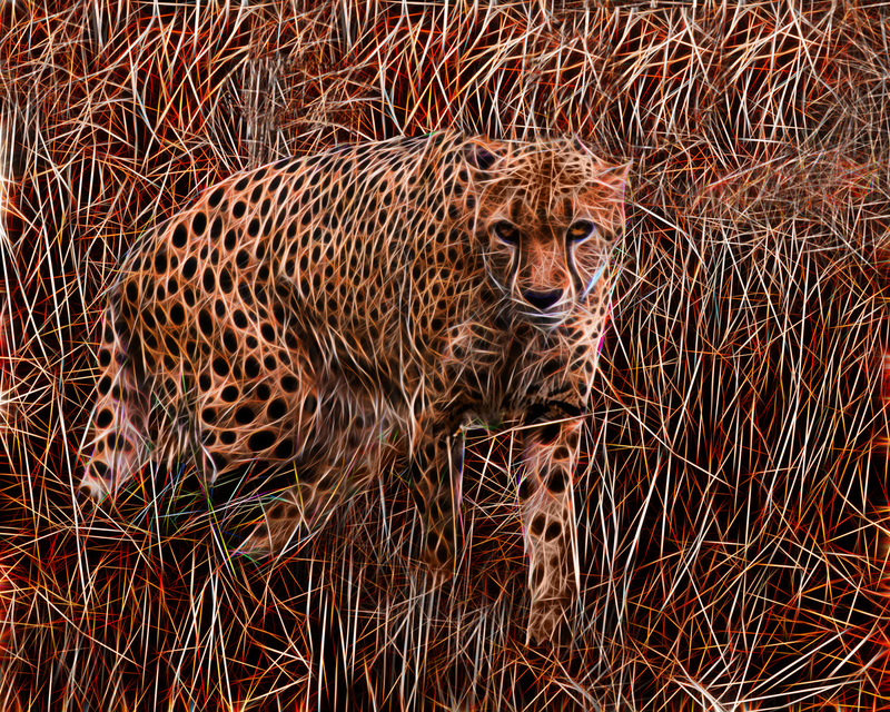 263 Cheetah Hunting  copy(1).jpg
