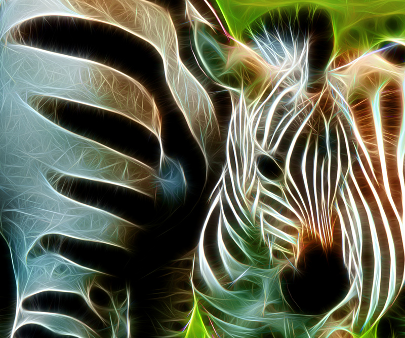 264 Baby Zebra copy(3).jpg