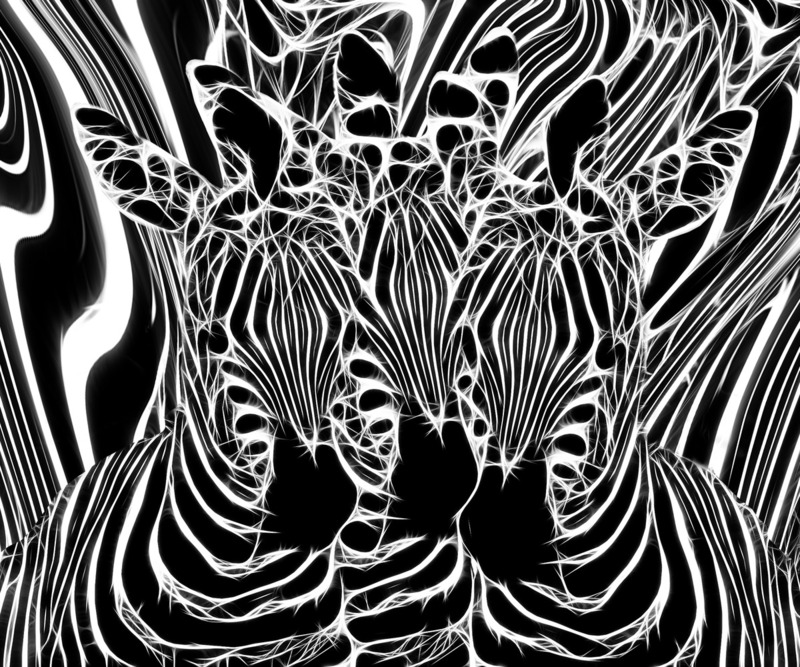 265 Zebras copy(2).jpg :: 265 Zebras
