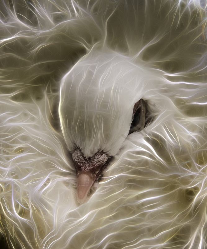 288 Fancy Pigeon copy(2).jpg :: 288 Fancy Pigeon