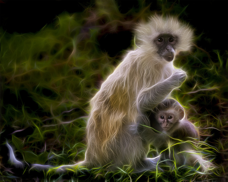 290 Vervet MaMa  Baby Monkey copy(1).jpg